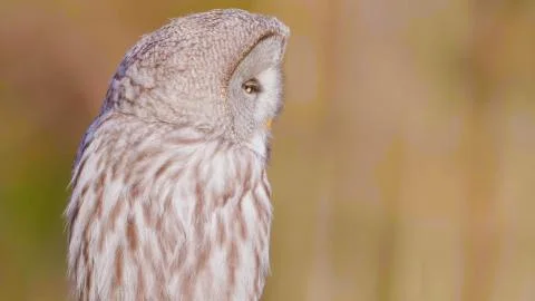 A vertical selective focus shot of a beautiful owl with amazing yellow eyes Stock Photos