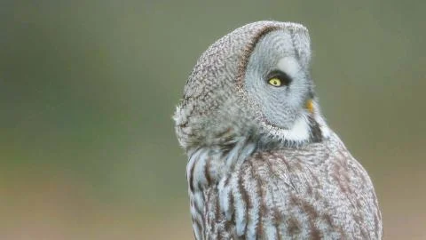 A vertical selective focus shot of a beautiful owl with amazing yellow eyes Stock Photos