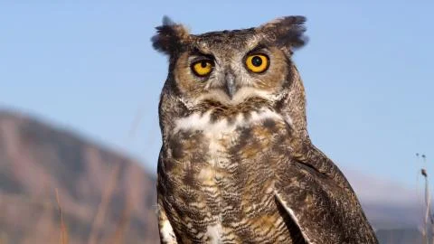 A vertical selective focus shot of a beautiful owl with amazing yellow eyes Foto stock