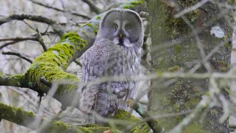 A vertical selective focus shot of a beautiful owl with amazing yellow eyes Stock Photos