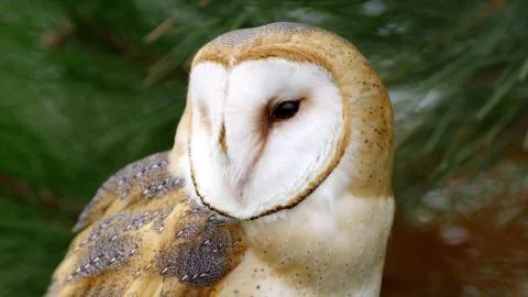 A vertical selective focus shot of a beautiful owl with amazing yellow eyes Stock Photos
