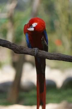 Vertical selective focus shot of a beautiful scarlet macaw perched on a branc Stock Photos