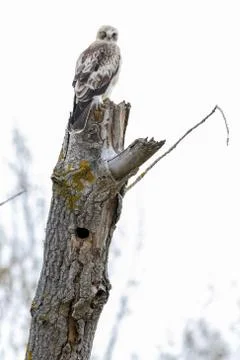 Vertical selective focus shot of booted eagle on a log Foto stock