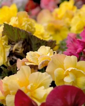 Vertical selective focus shot of bright yellow and pink flowers 스톡 사진