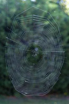 Vertical selective focus shot of a cobweb in Stock Photos