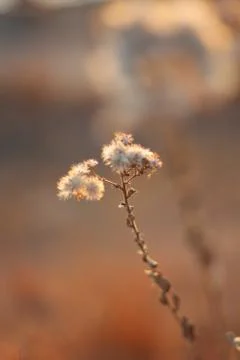 Vertical selective focus shot of a cotton plant Foto stock