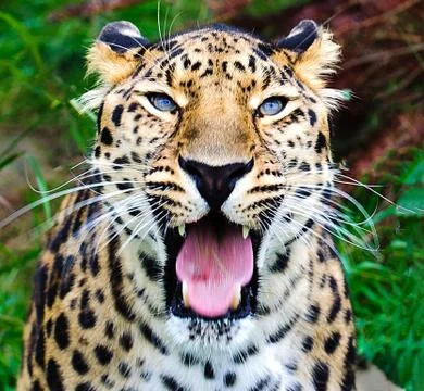 A vertical selective focus shot of a dangerous African Leopard roaring at the Stock Photos