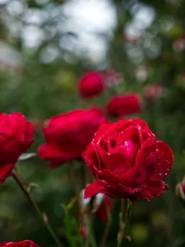 Vertical selective focus shot of a dewy delicate red rose 스톡 사진