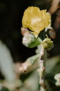 Vertical selective focus shot of a flowering opuntia robusta Stock Photos