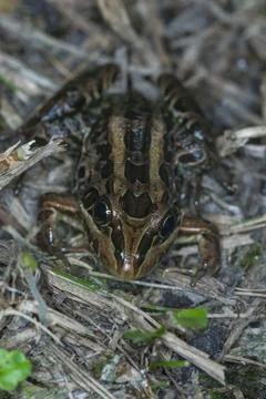 A vertical selective focus shot of a frog sitting among the wooden sticks on  Stock Photos