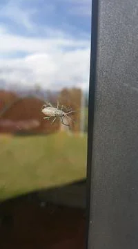 Vertical selective focus shot of a light green parasite sitting on a window. 스톡 사진