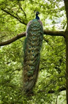 Vertical selective focus shot of a peafowl witting o the branch of a tree Stock Photos