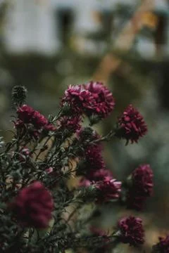 A vertical selective focus shot of purple petaled flowers with blurred natura Foto stock