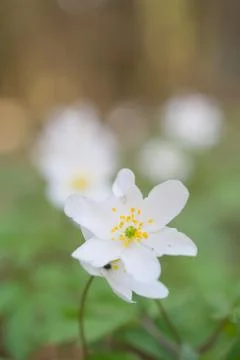 Vertical selective focus shot of a white anemone flower Foto stock