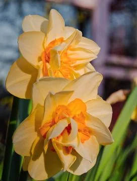 Vertical selective focus shot of yellow daffodils Fotos de archivo
