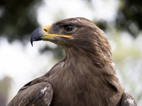 Vertical selective focus of a steppe eagle against a blurred background Stock Photos