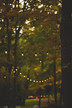 Vertical selective focus of string lights hanging from trees, creating a festive Stock Photos