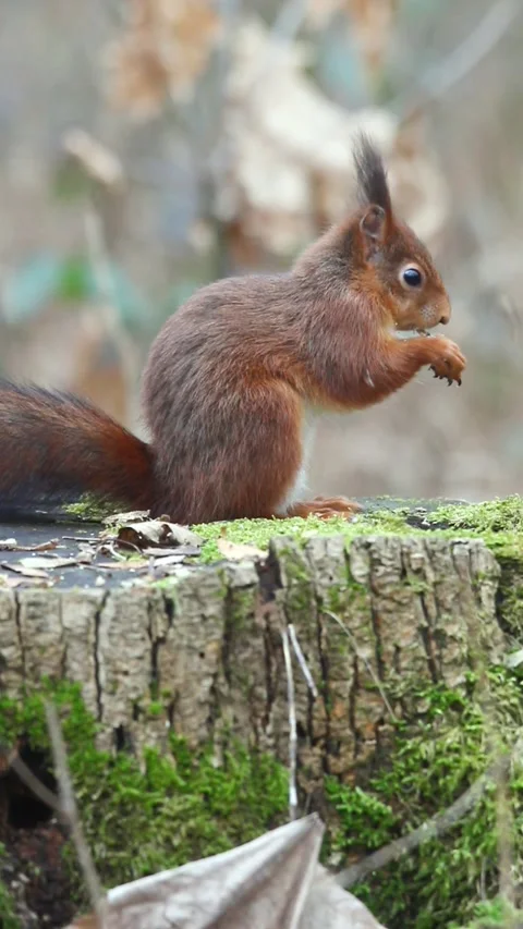 Vertical selective shot of a squirrel bowing down to eat from a tree stump. Stock Footage 267541728