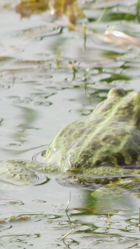 Vertical sequence capturing the breathing and eye blinking of a brown frog a Video stock 334340729