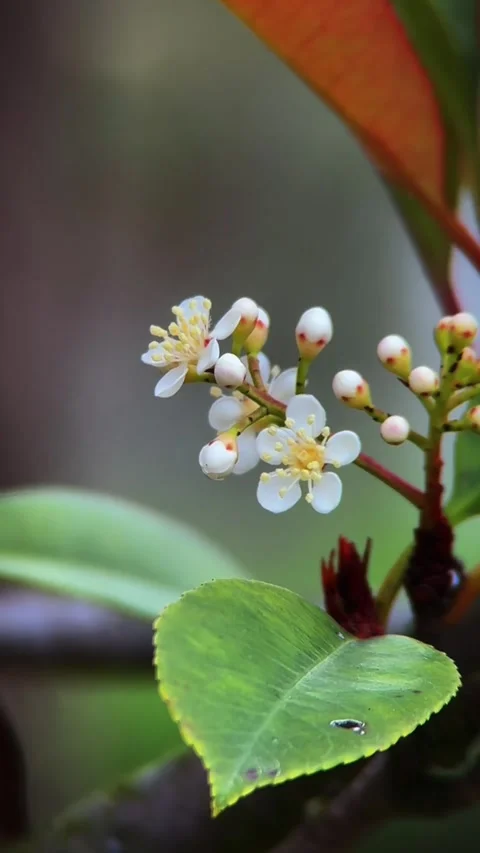 Vertical Serene White Blossoms Native China Lens 動画素材 333562568