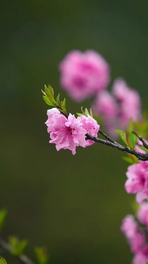 Vertical Several Pink Peach Blossoms Swaying in a Light Breeze Video stock 331482279