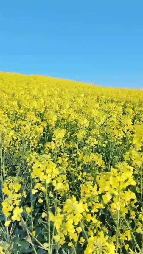 Vertical Several Yellow Rapeseed Blossoms in a Cluster Video stock 331483661