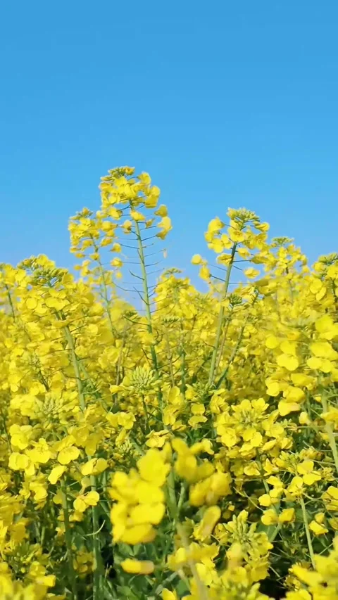 Vertical Several Yellow Rapeseed Flowers Swaying in a Light Breeze Stock Footage 331483615