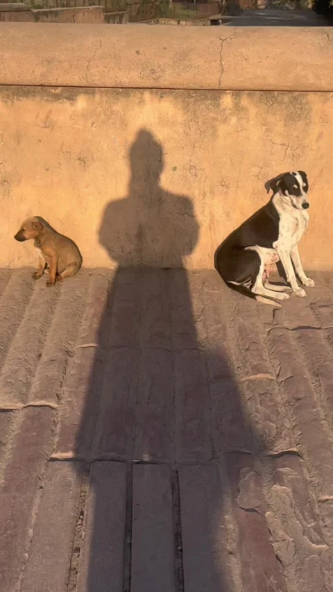 Vertical shadow silhouette resembling Buddha between two stray dogs at Agra Fort Видео 342808749