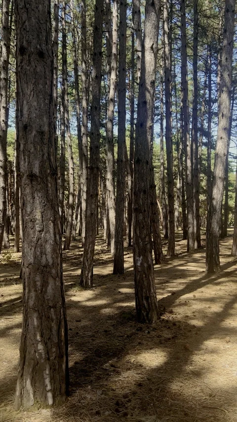 VERTICAL Shake Moving in Dense Pine Forest with Sunlight Filtering Through Trees Stock Footage 296757667