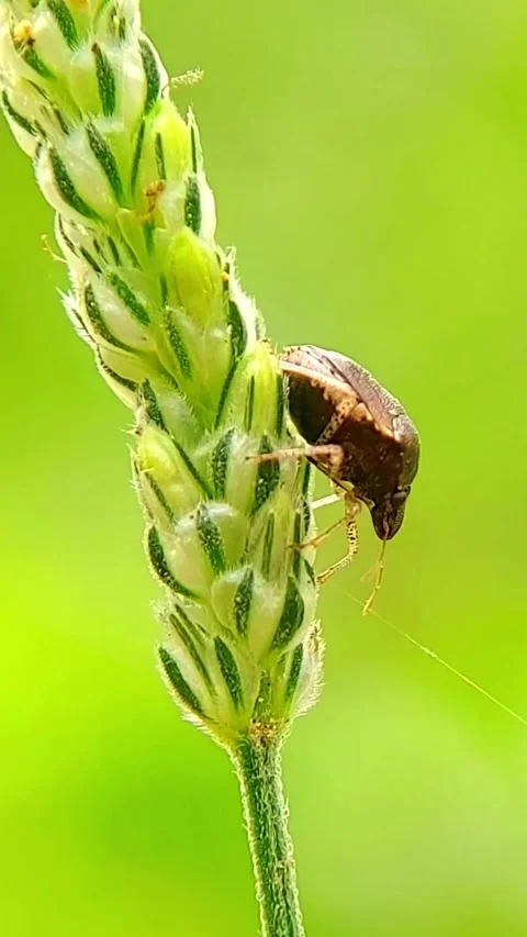 Vertical Shield Bug (Pentatomidae) Crawling Plant 2K Slow Motion Video stock 346300787