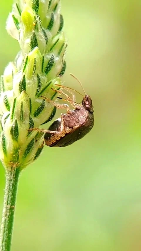 Vertical Shield Bug (Pentatomidae) Perching Grass Spike 2K Slow Motion Stock Footage 346300833