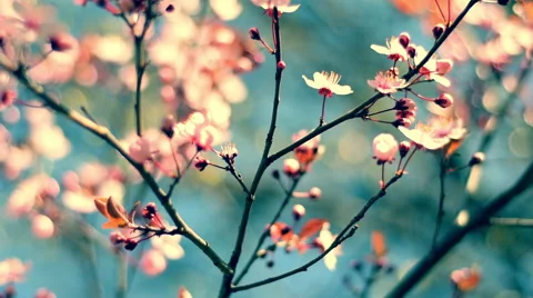 Vertical shiny panoramic view of blooming pink cherry tree against blue sky. Vídeos de archivo 60098064