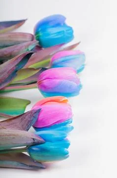 Vertical shoot of multi colored tulips Stock Photos