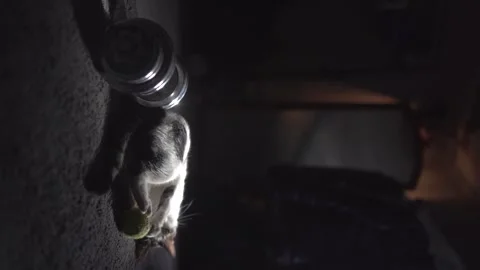 Vertical Shoot-white cat playing with ball near dumbbells Stock Footage 252591591