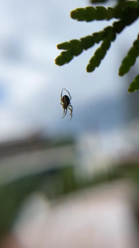 Vertical shooting. The spider sits on its web and is swayed by the wind. Stock Footage 243810221