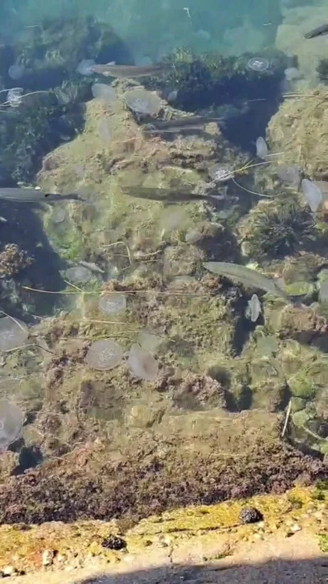Vertical Short Close Up Jellyfish and Rockfish Near Rocks Silent B Roll Stock Footage 344906388