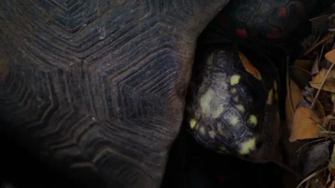 Vertical shot from above of a tortoise as it rests in its burrow 動画素材 141162294