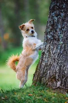Vertical shot of an adorable Kromi dog near a tree in a park with a blurry backg Stock Photos