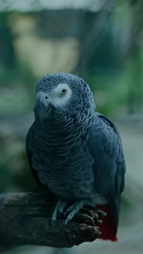 Vertical Shot of African Grey Parrot Perched on Branch at Zoo Stock-Footage 337012206