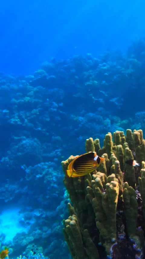 Vertical shot of alone butterfly fish swimming near branching coral reef Vídeo Stock 327947385