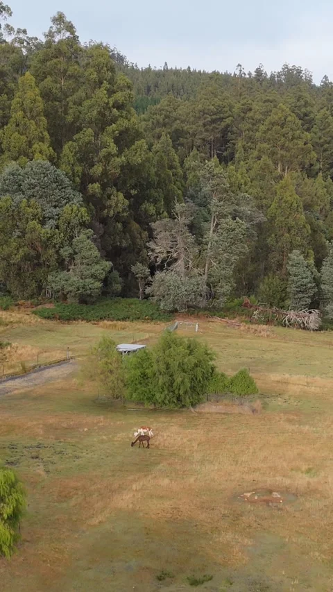 Vertical shot of alpacas grazing in a green pasture with a forest backdrop. Vídeo Stock 332542415