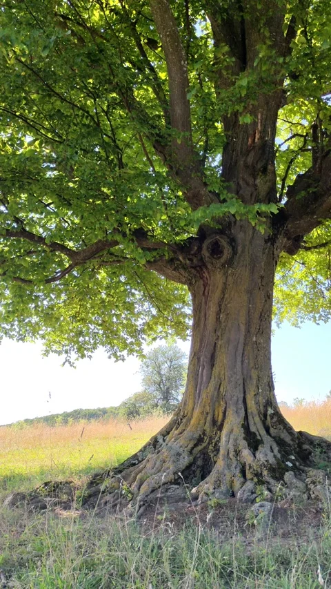 Vertical Shot of an Ancient Oak Tree with Large Exposed Roots Stock Footage 341334546