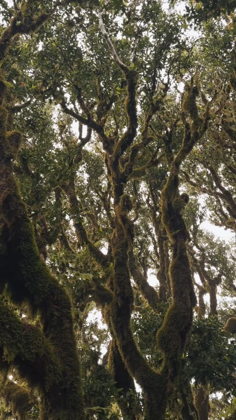 Vertical shot of an ancient twisted tree in a foggy, mystical landscape Video stock 299958433