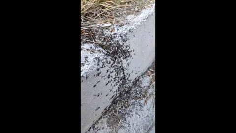 Vertical shot, ant colony nesting on paving stones, close-up ant colony, Stock Footage 279847064