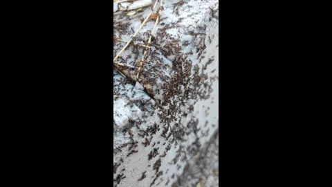Vertical shot, ant colony nesting on paving stones, close-up ant colony, Stock Footage 279847065