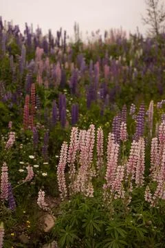 Vertical shot of an array of vibrant wild lupin flowers in a variety of colors Foto stock