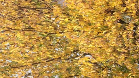 Vertical shot of autunm leaves Stock Footage 81903752