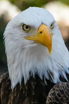 Vertical shot of a bald eagle with the view to one side. Stock Photos