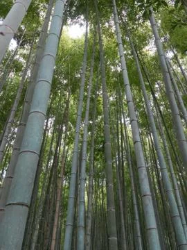 Vertical shot bamboo forest Stock Photos