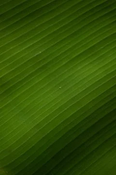 Vertical shot of a banana leaf pattern as wallpaper or background 스톡 사진